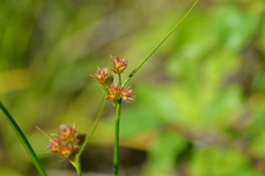 Juncus nodosus