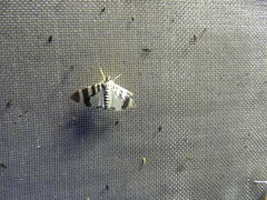 Lypotigris reginalis