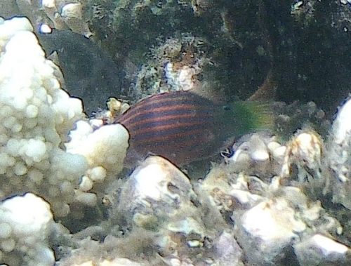 Sixline Wrasse — seen at this dive site