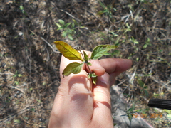 Lantana canescens