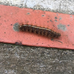 Creatonotos transiens vacillans