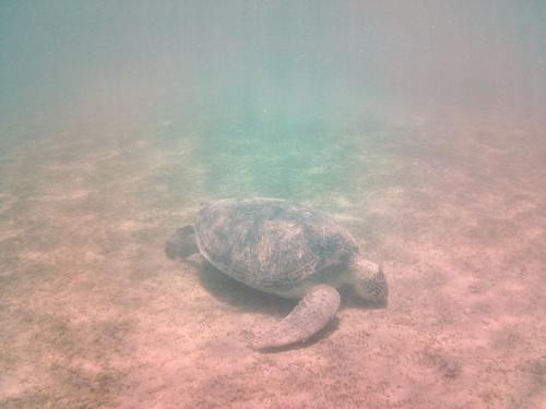 Green Sea Turtle — seen at this dive site