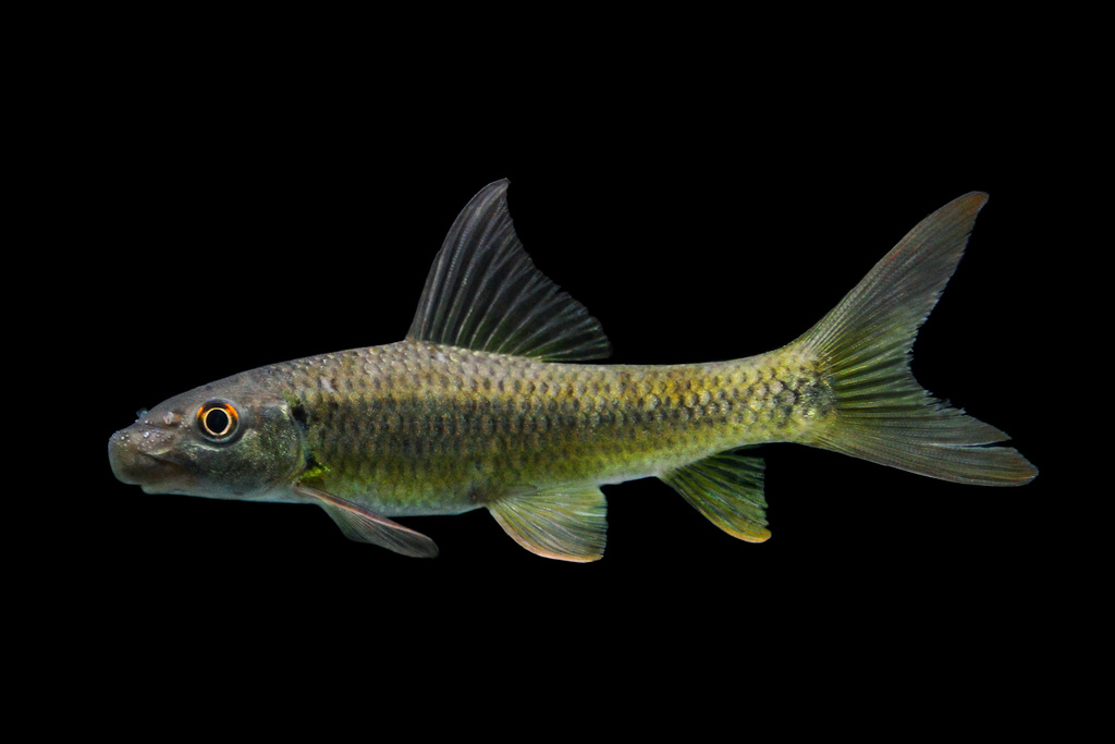 African Carp