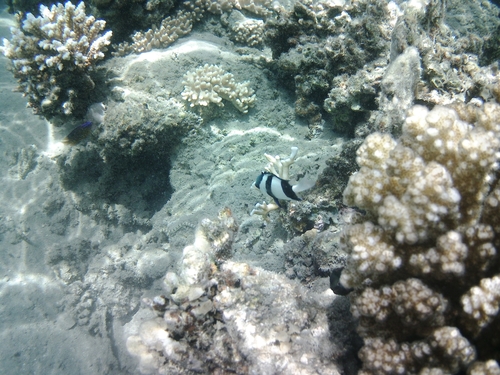 Indian Ocean Humbug — seen at this dive site