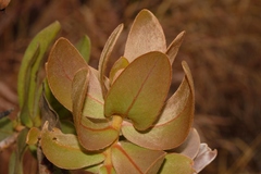Protea welwitschii image