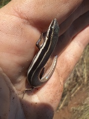 Top End Firetail Skink photo 3