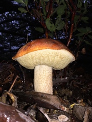 Leccinum manzanitae