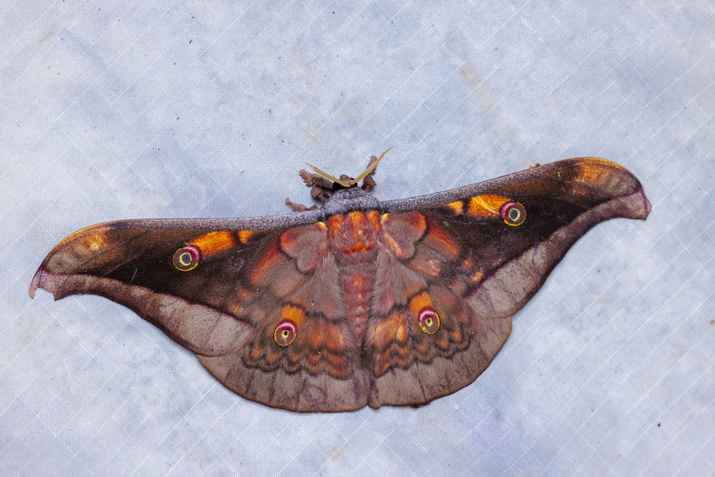 Antheraea ulrichbroschi