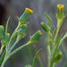 Senecio macrocarpus - Photo (c) Matt Tudor, algunos derechos reservados (CC BY-NC), subido por Matt Tudor