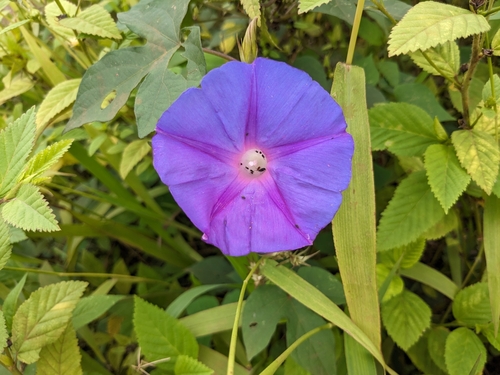 oceanblue morning glory