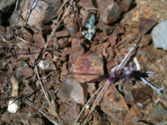 Streptanthus hispidus