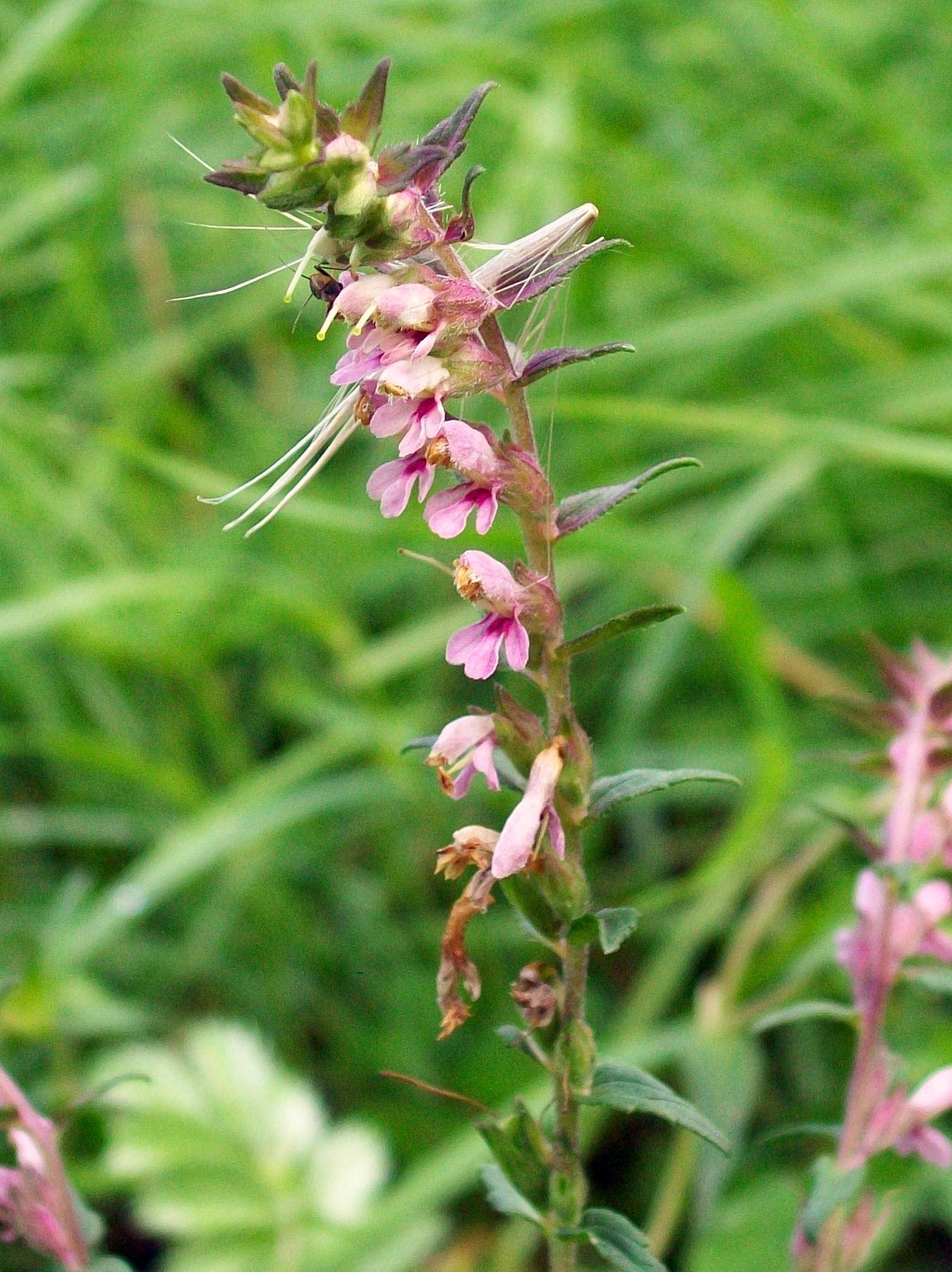 Odontites vernus