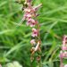 Red Bartsia - Photo (c) anemoneprojectors (through the backlog), some rights reserved (CC BY-SA)
