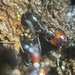 Camponotus quadrisectus - Photo (c) Max Devis,  זכויות יוצרים חלקיות (CC BY-NC), הועלה על ידי Max Devis