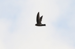 Aerodramus terraereginae