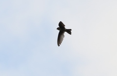 Aerodramus terraereginae