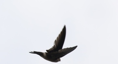 Aerodramus terraereginae