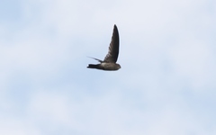 Aerodramus terraereginae