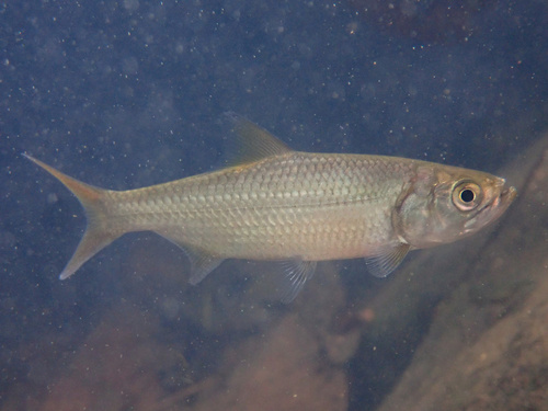 Indo-Pacific Tarpon (Megalops cyprinoides) · iNaturalist NZ