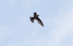 Aerodramus terraereginae