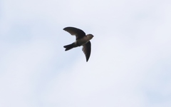 Aerodramus terraereginae