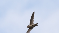 Aerodramus terraereginae