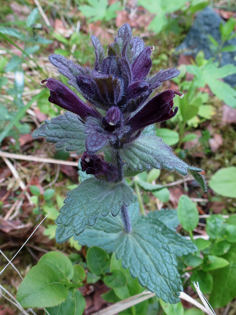 Bartsia