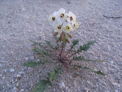 Chylismia claviformis aurantiaca