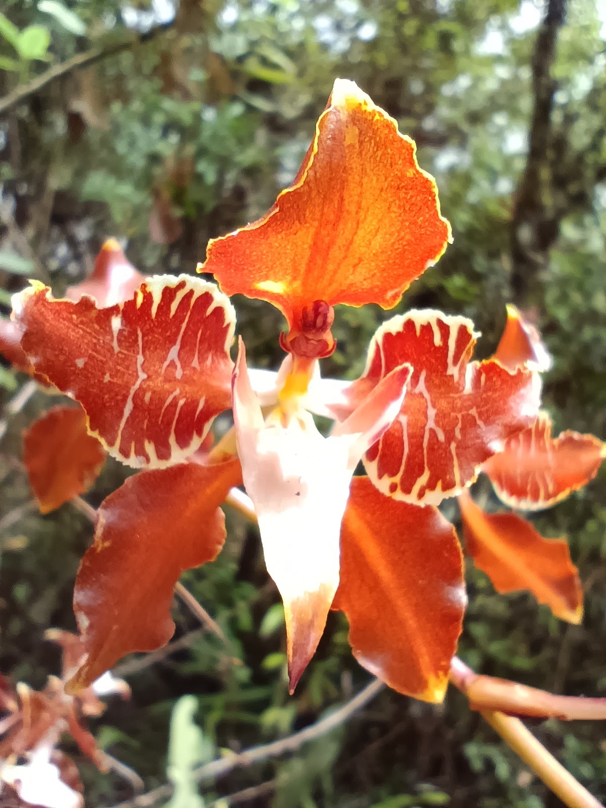 Cyrtochilum minax (Rchb.f.) Kraenzl. 3