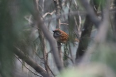 Passer montanus