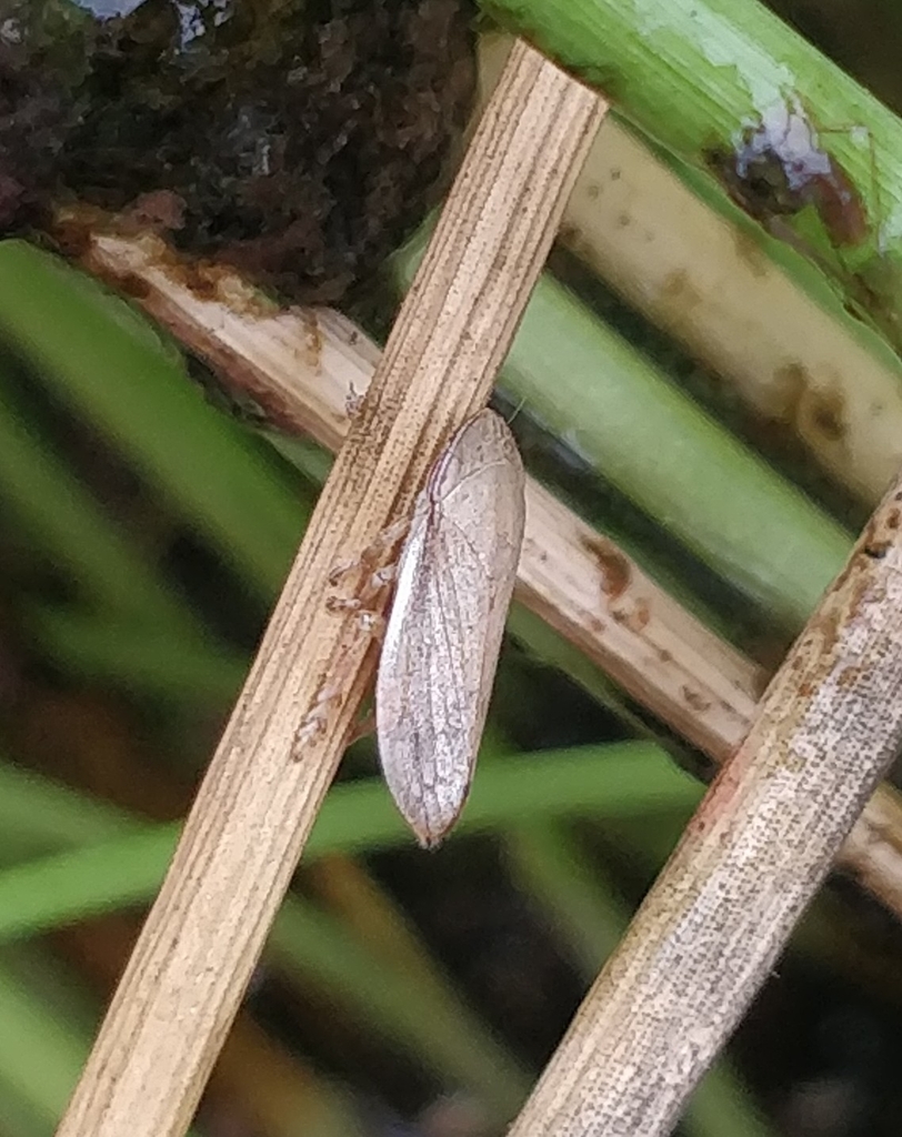 Neophilaenus angustipennis