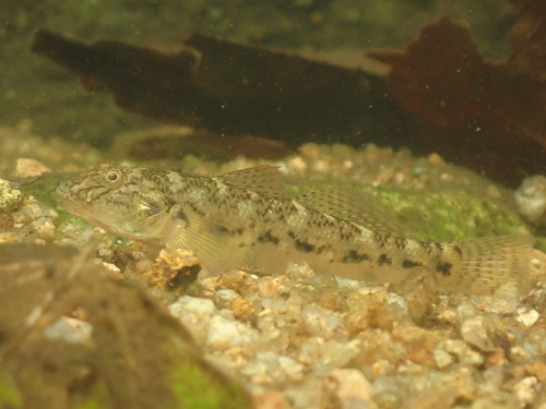 Largesnout goby (Awaous melanocephalus) — Gobiidae