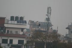 Milvus migrans