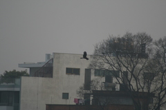 Milvus migrans