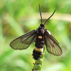 Psichotoe duvaucelii