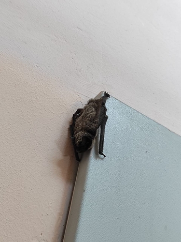 Particoloured Bat, Новинки, Нижегородская обл., Россия, 607635, photo 6 of 10