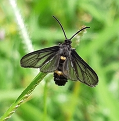 Psichotoe duvaucelii