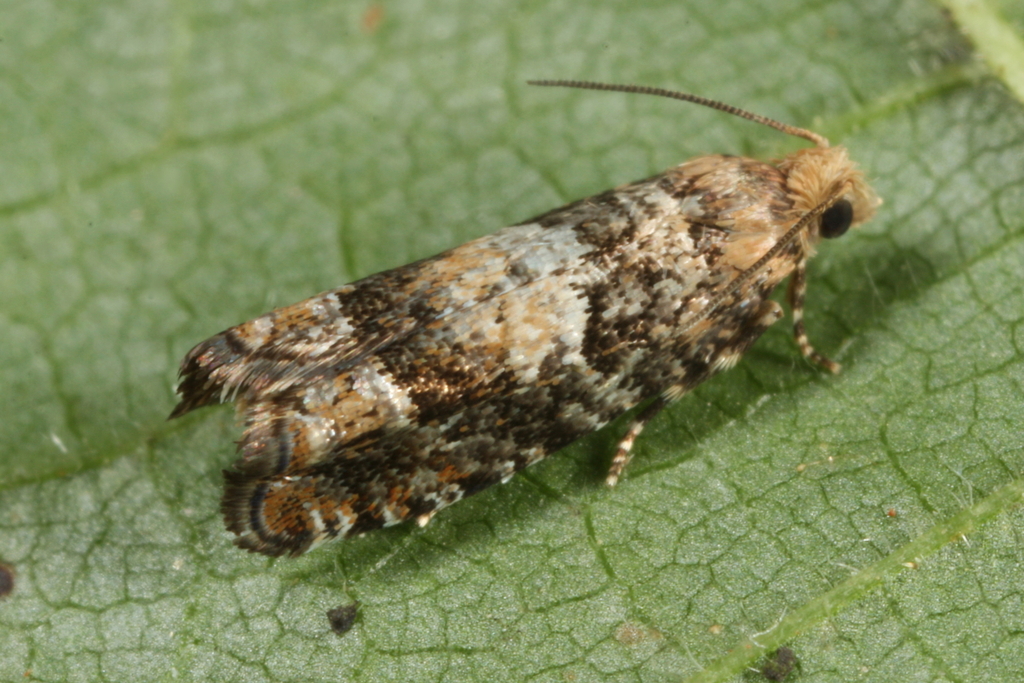 Epinotia pusillana