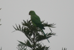 Psittacula krameri