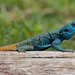 Gregory's Blue-headed Agama - Photo (c) ayuwat, some rights reserved (CC BY-NC)