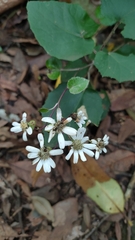 Pericallis appendiculata image