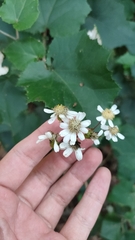 Pericallis appendiculata image