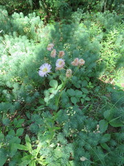 Erigeron philadelphicus philadelphicus