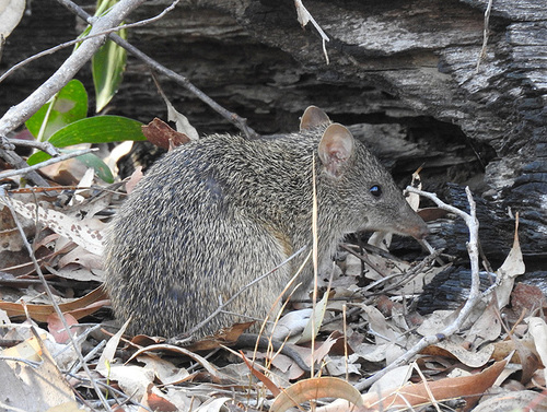 Northern Brown Bandicoot, photo 3 of 10