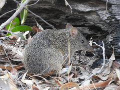 Northern Brown Bandicoot photo 3