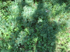 Erigeron philadelphicus philadelphicus