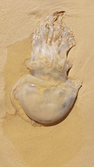 Image of Rhizostoma luteum