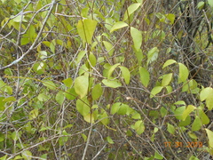 Malpighia glabra