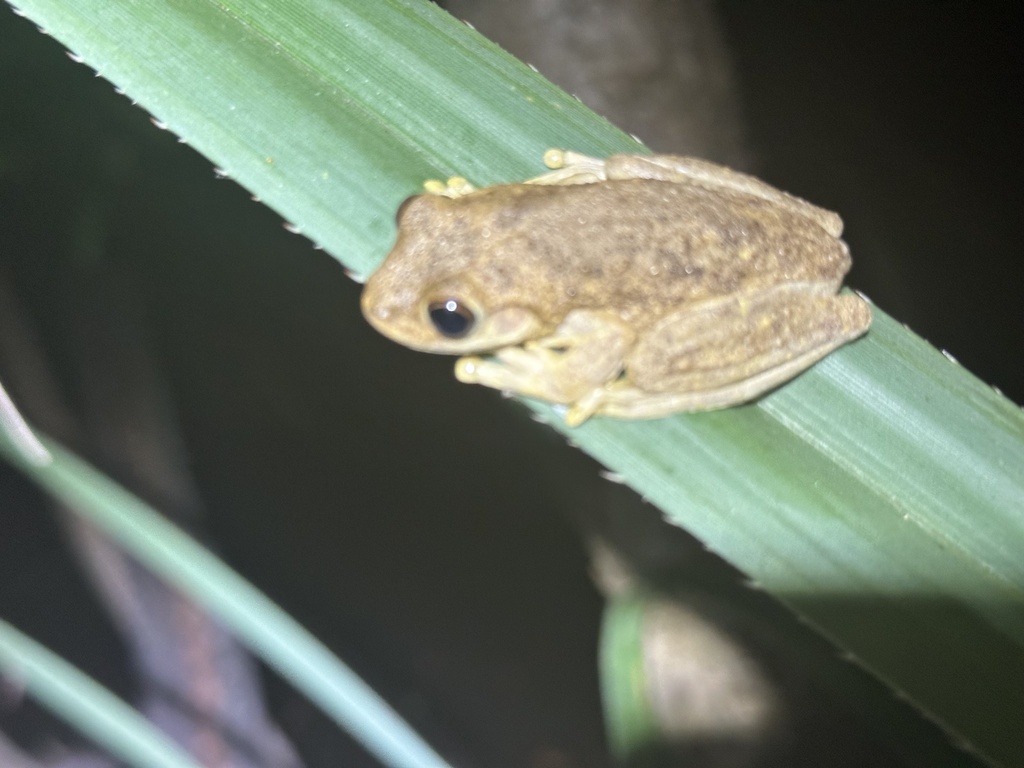 Roth's Tree Frog From Raaf Base Darwin, Eaton, Nt, Au On July 28, 2023 