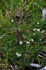 Euphrasia arctica